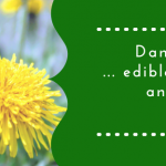 Benefits of the Dandelion